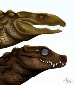 Ancient 55 Million Year Old Crocodile Eggshell Found in Australia