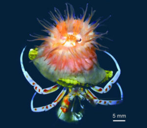 Discovery of a New Shell Producing Sea Anemone Species in Japanese
