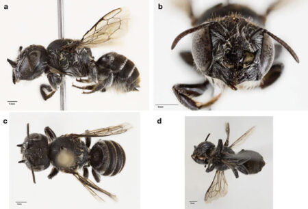 Female Australian Bee of a New Species Possesses Large Horns