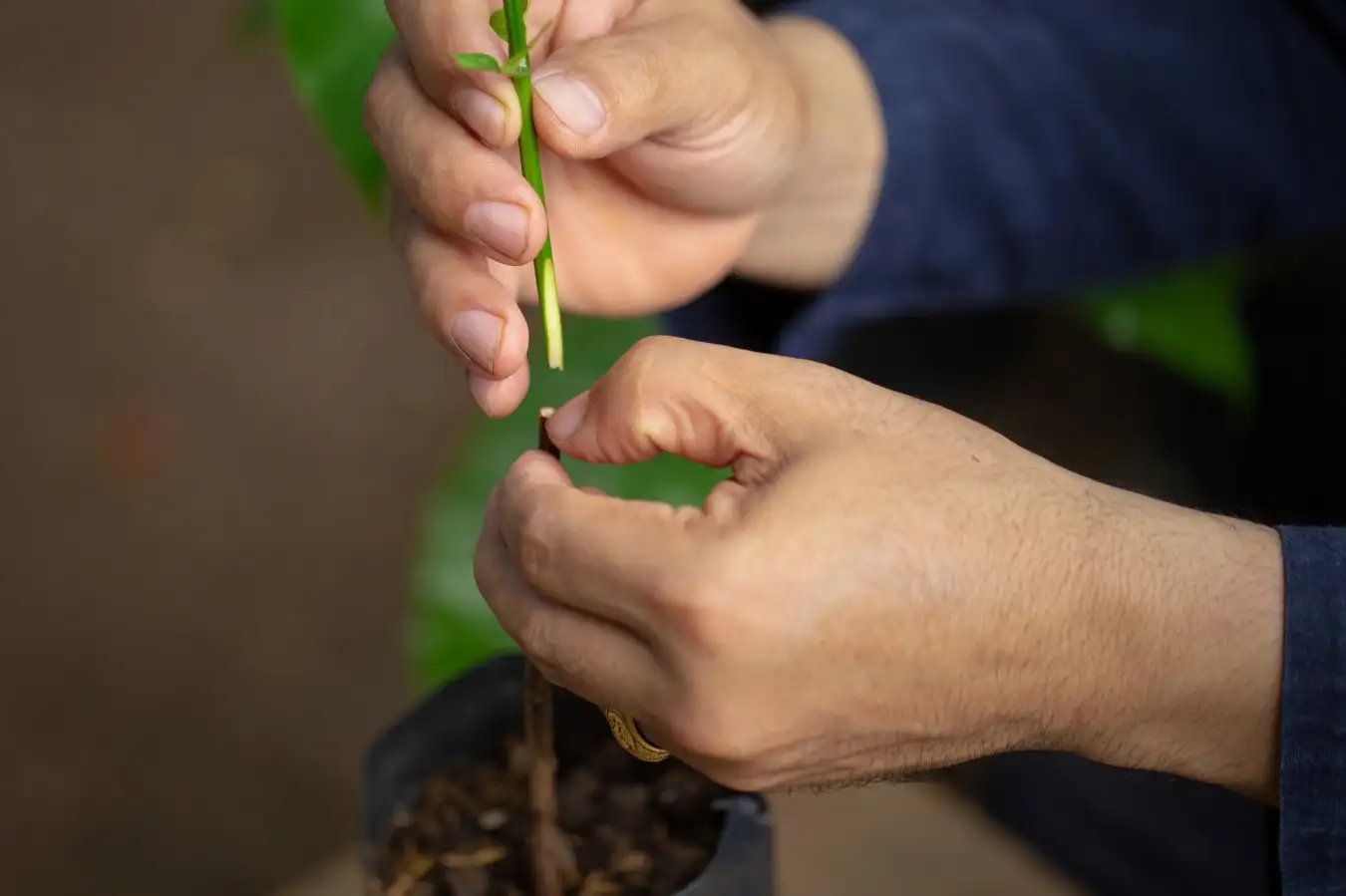 Grafting Technology Could Facilitate Gene Editing Across Diverse Plant Species Grafting Technology Could Facilitate Gene Editing Across Diverse Plant Species