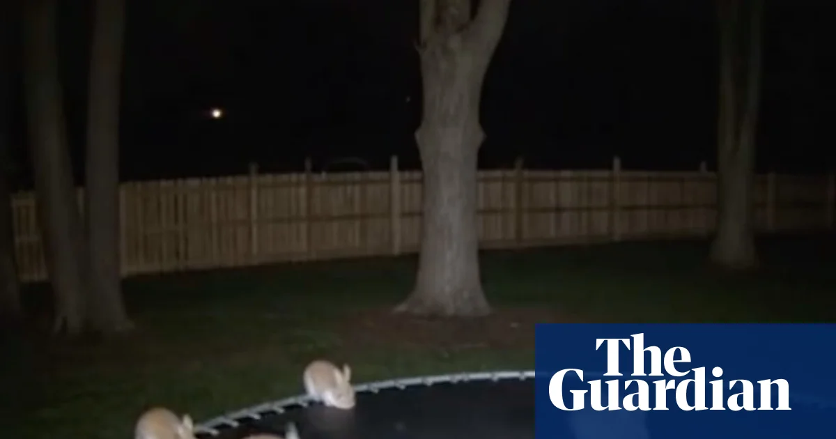 Macquarie Dictionary Highlights AI Slop as Word of the Year