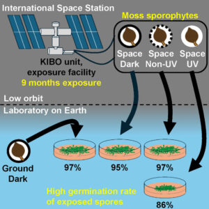 New Experiment Reveals Moss Can Endure Long Term Exposure to Space