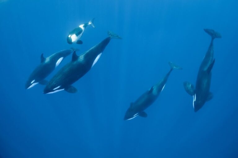 New Footage Shows How Killer Whales Outsmart Great White Sharks. New Footage Shows How Killer Whales Outsmart Great White Sharks