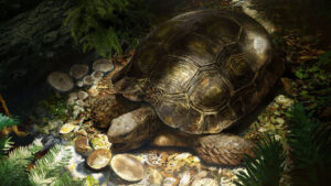 New Fossil Discoveries Indicate Asian Forest Tortoise Ancestors Evolved in
