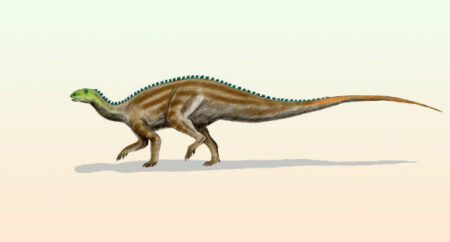 New Fossils from West Texas Extend the Range of Tenontosaurus