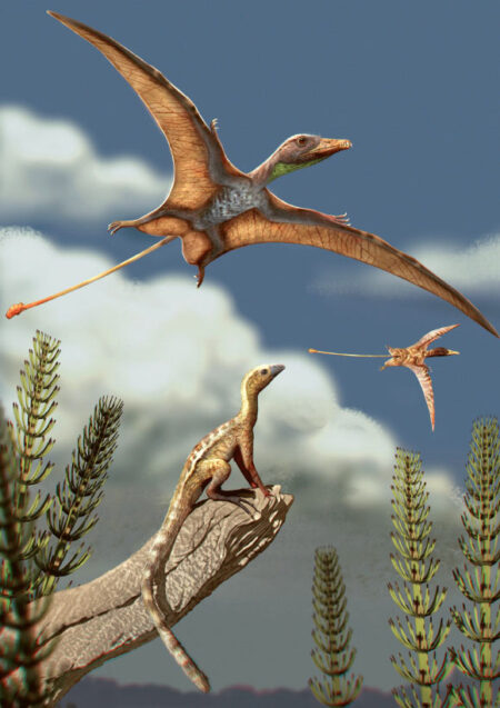 New Research Uncovers How Pterosaurs Developed Flight Ready Brains