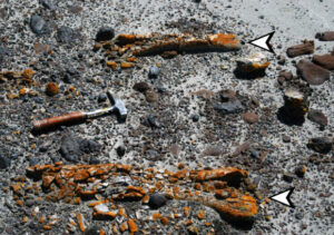 Orange Lichen Aids Paleontologists in Locating Dinosaur Fossils