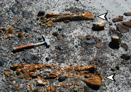 Orange Lichen Aids Paleontologists in Locating Dinosaur Fossils