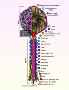 Researchers Explore the Structure of Bacteriophages