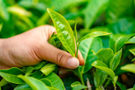 Scientists Discover Gene Linked to Bud Size in Tea Plants Scientists Discover Gene Linked to Bud Size in Tea Plants