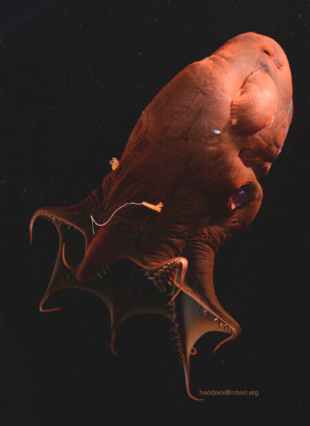 Scientists Uncover the Genome Sequence of the Vampire Squid Scientists Uncover the Genome Sequence of the Vampire Squid