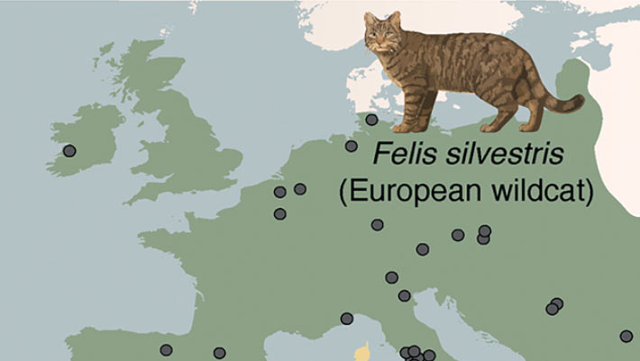 Study Reveals Domestic Cats Were Introduced to Europe Around 2000 Years Ago, Likely from North Africa Study Reveals Domestic Cats Were Introduced to Europe Around 2000