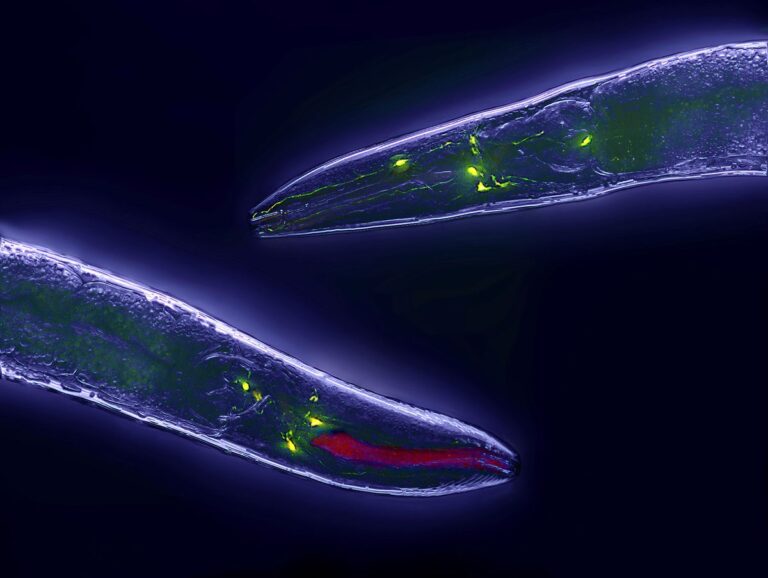 This Small Worm Brain Could Revolutionize Artificial Intelligence Heres How