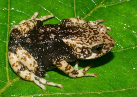 Three New Species of Live Bearing Tree Toads Identified in Tanzania
