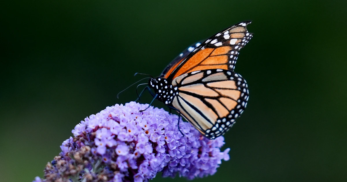 Trump Administration to Repeal Certain Protections Under the Endangered Species Act Trump Administration to Repeal Certain Protections Under the Endangered Species