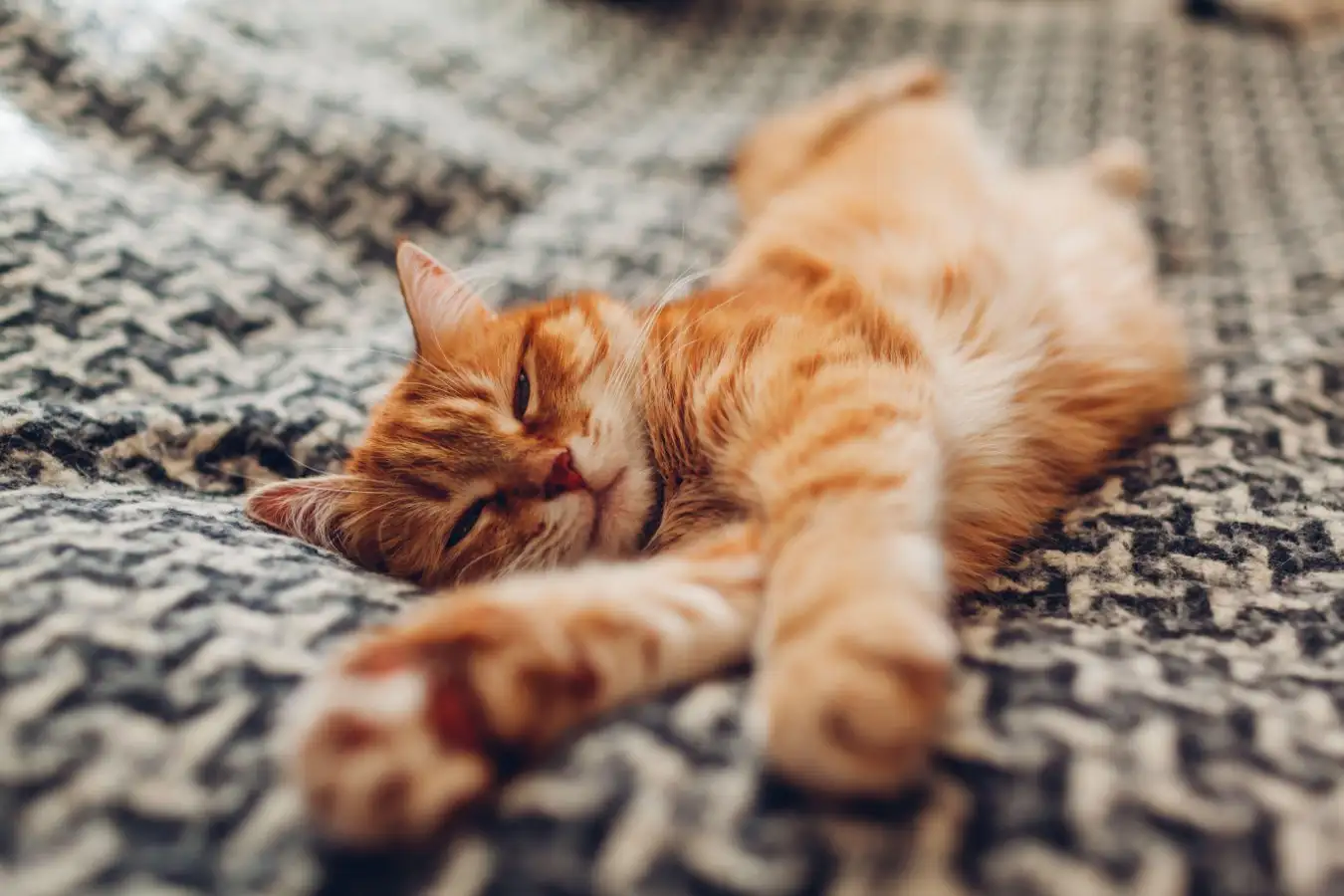 Unveiling the Origins of Domestic Cats Insights from Genetic Analysis