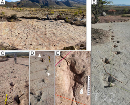 Bolivian Fossil Site Captures Thousands of Cretaceous Dinosaur Footprints Tail