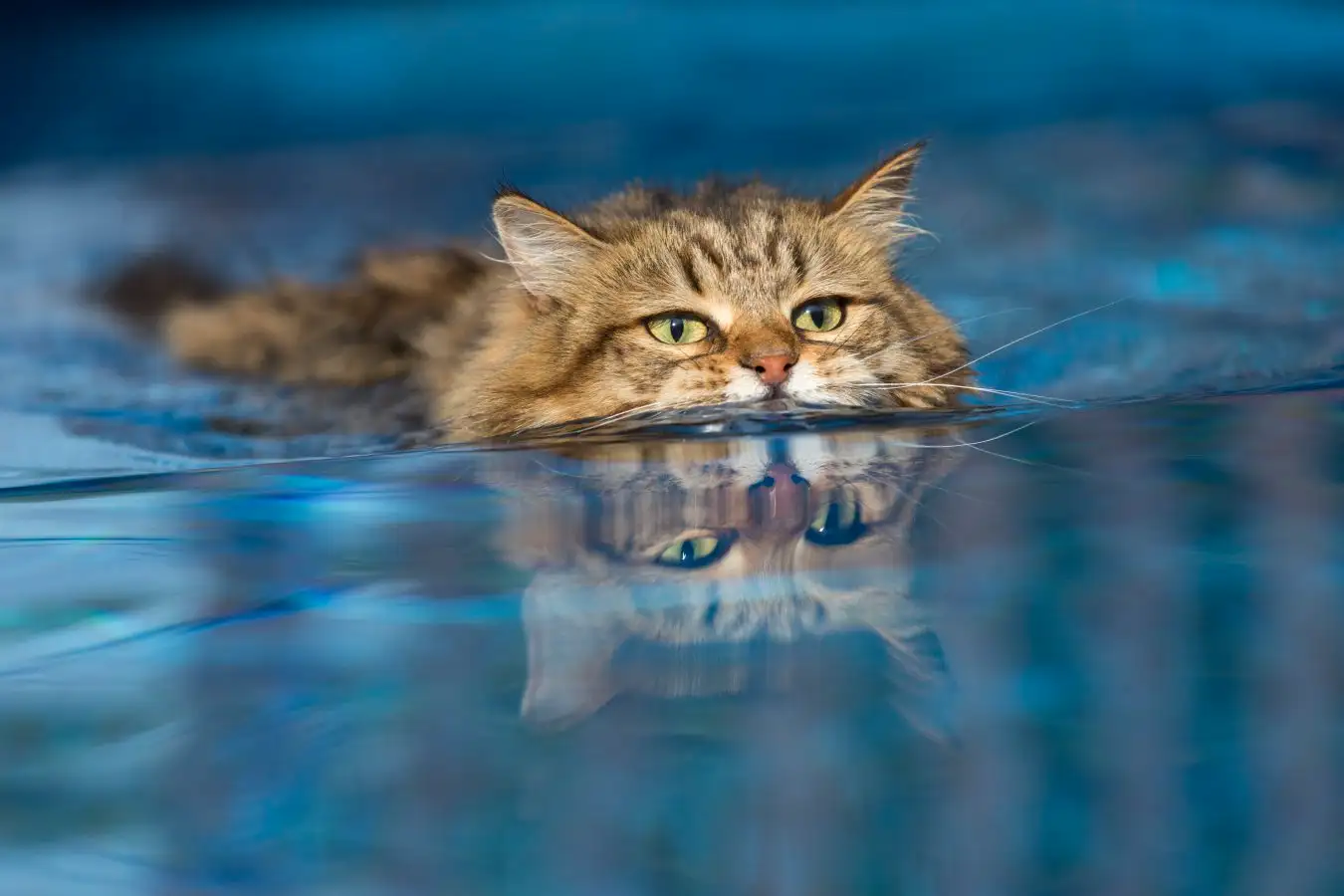 Cats Can Conquer Their Fear of Water and Thrive with