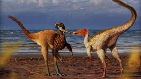 Coexistence of Two Coelurosaur Species in Cretaceous Brazil
