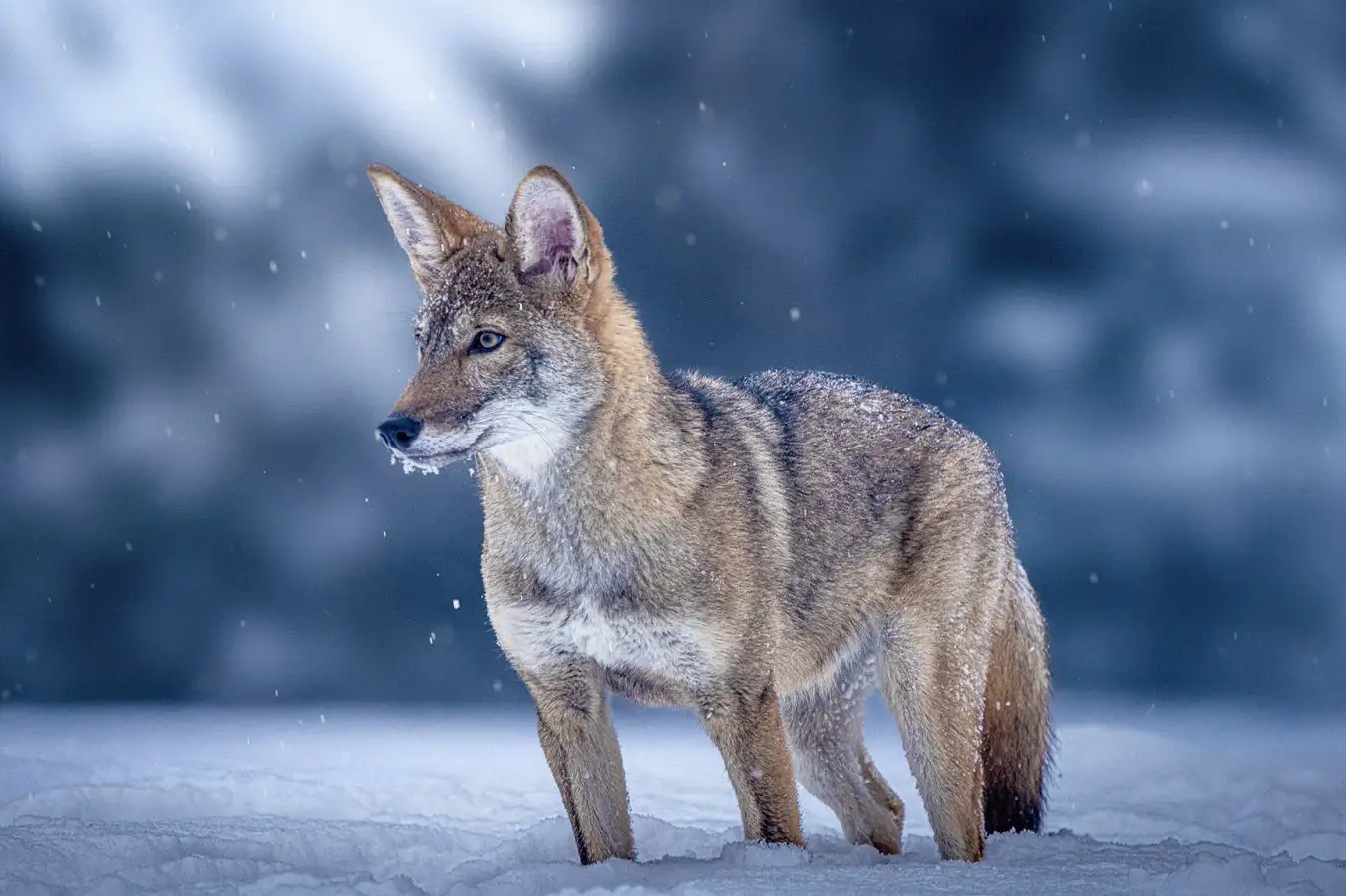 Extinction Made Headlines in 2025, But Failed to Meet Expectations Extinction Made Headlines in 2025 But Failed to Meet