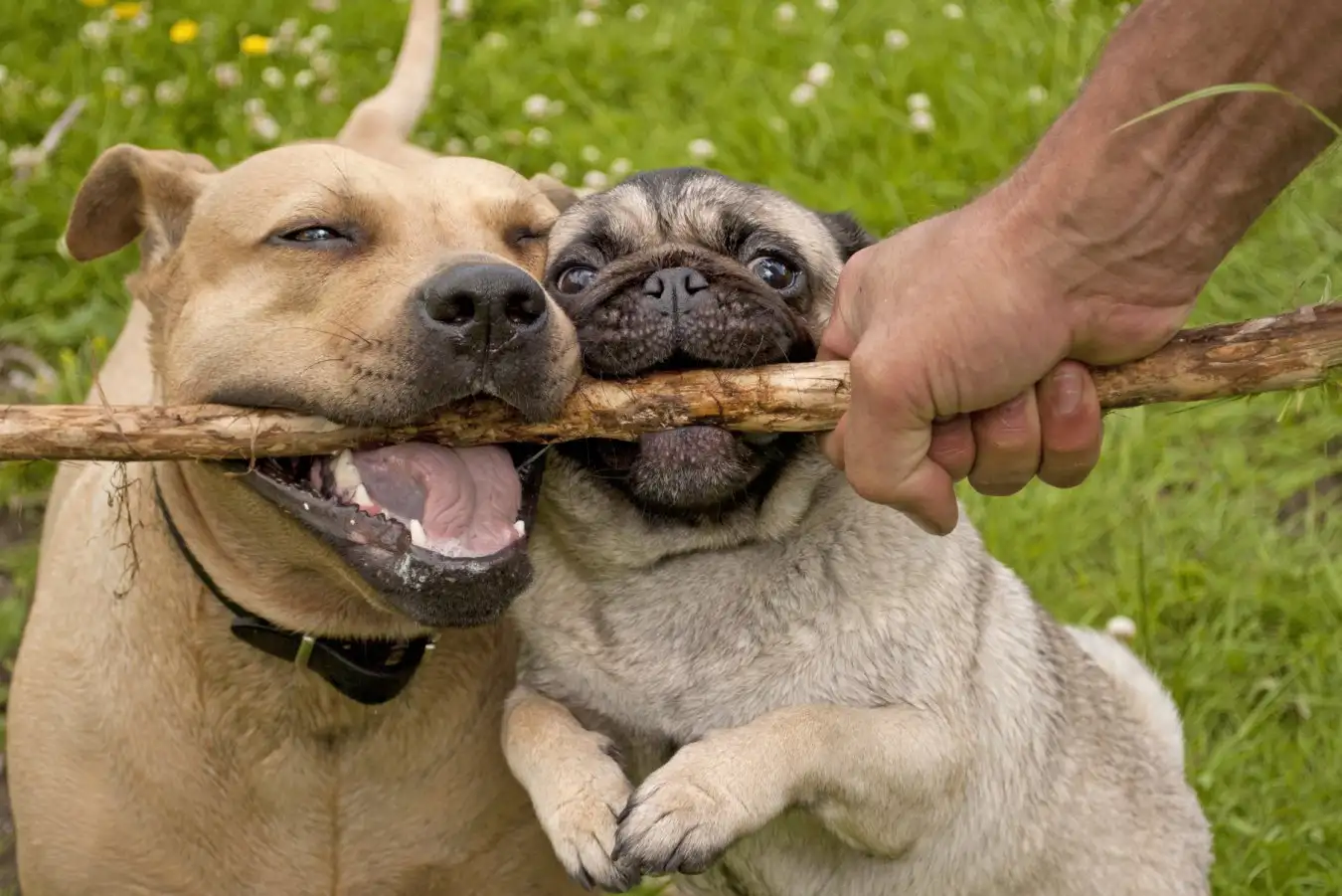 How Dogs Can Enhance Our Consideration and Sociability by Altering