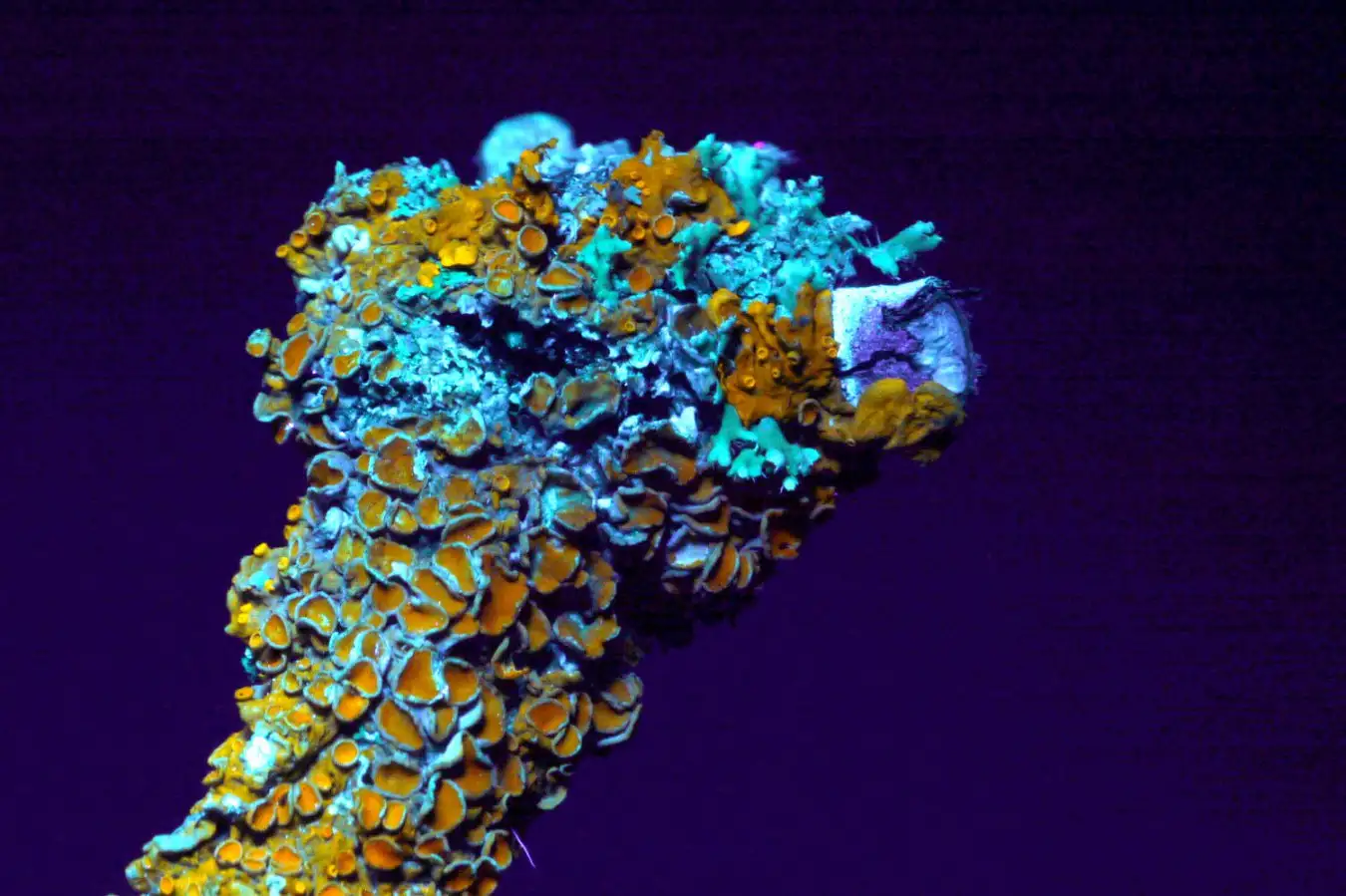 How Lab Grown Lichens Could Revolutionize Habitat Construction on Mars