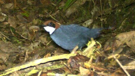 New Bird Species Discovered in Papua New Guinea: A Breakthrough in Avian Research New Bird Species Discovered in Papua New Guinea A Breakthrough