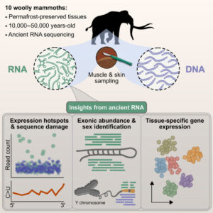 RNA Molecules Discovered in 39000 Year Old Woolly Mammoth Tissue