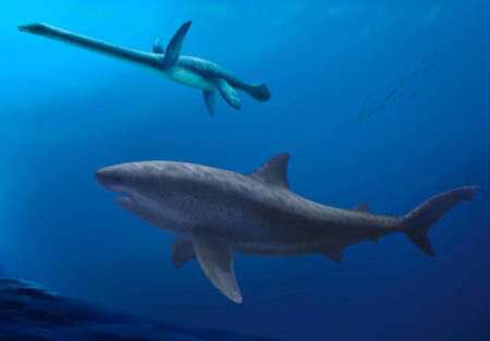 The Ancient Giant Mackerel Shark: 115 Million Years Ago in Australian Waters The Ancient Giant Mackerel Shark 115 Million Years Ago in
