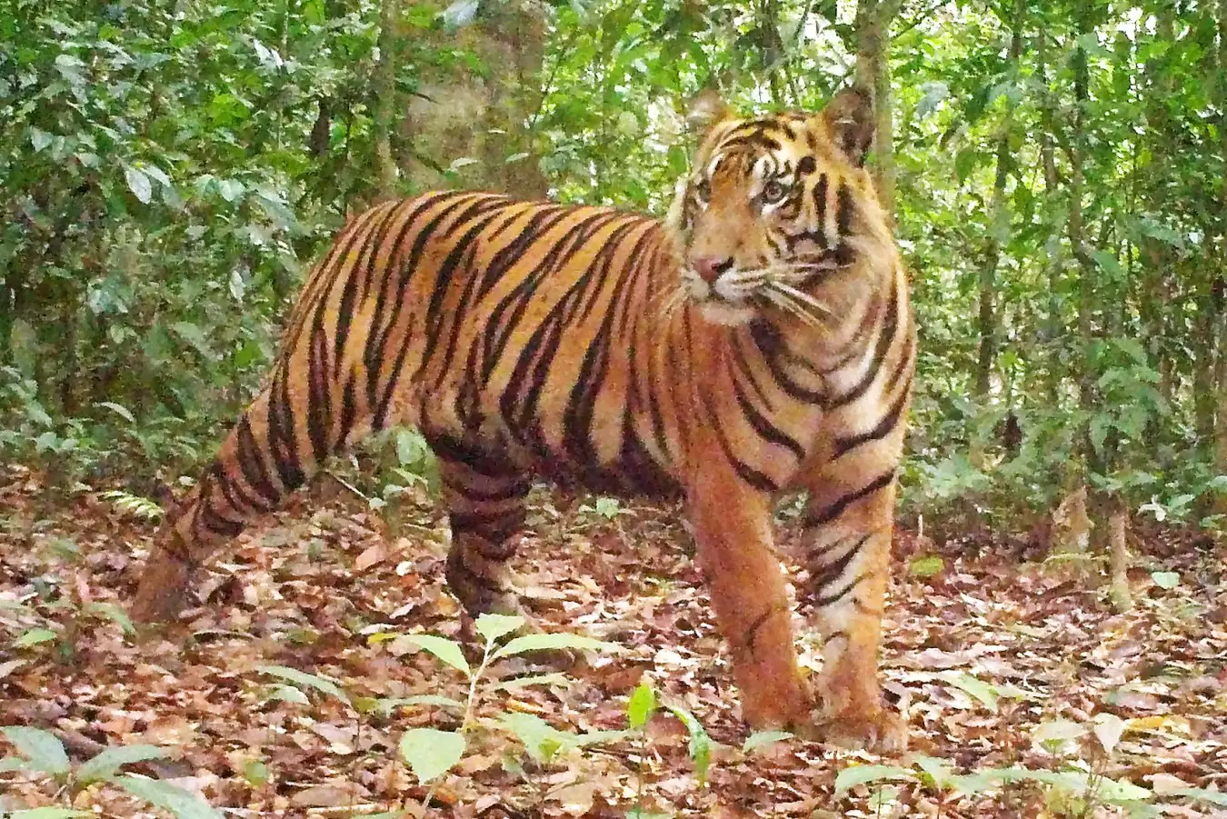 Tigers Seems to Be Making a Comeback in Sumatras Isolated