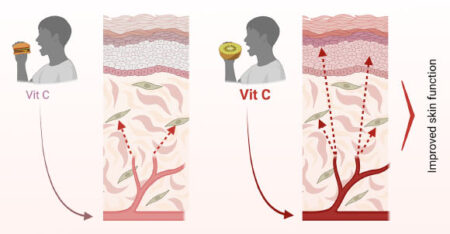 Vitamin C Intake Directly Affects Collagen Production and Skin Regeneration: Study Finds Vitamin C Intake Directly Affects Collagen Production and Skin Regeneration