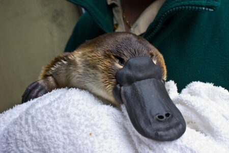 Why Scientists Originally Believed the Platypus Was a Hoax Unraveling
