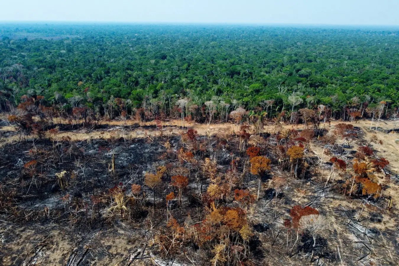 Amazon Rainforest Faces Drought as Deforestation Disrupts Atmospheric Rivers