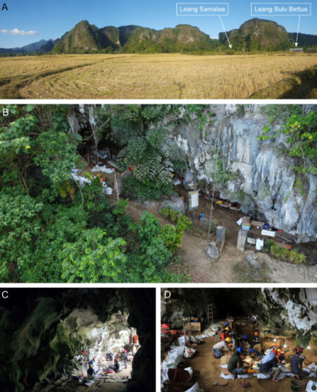 Ancient Hominin Potential Overlap with Sulawesis Homo Sapiens Revealed