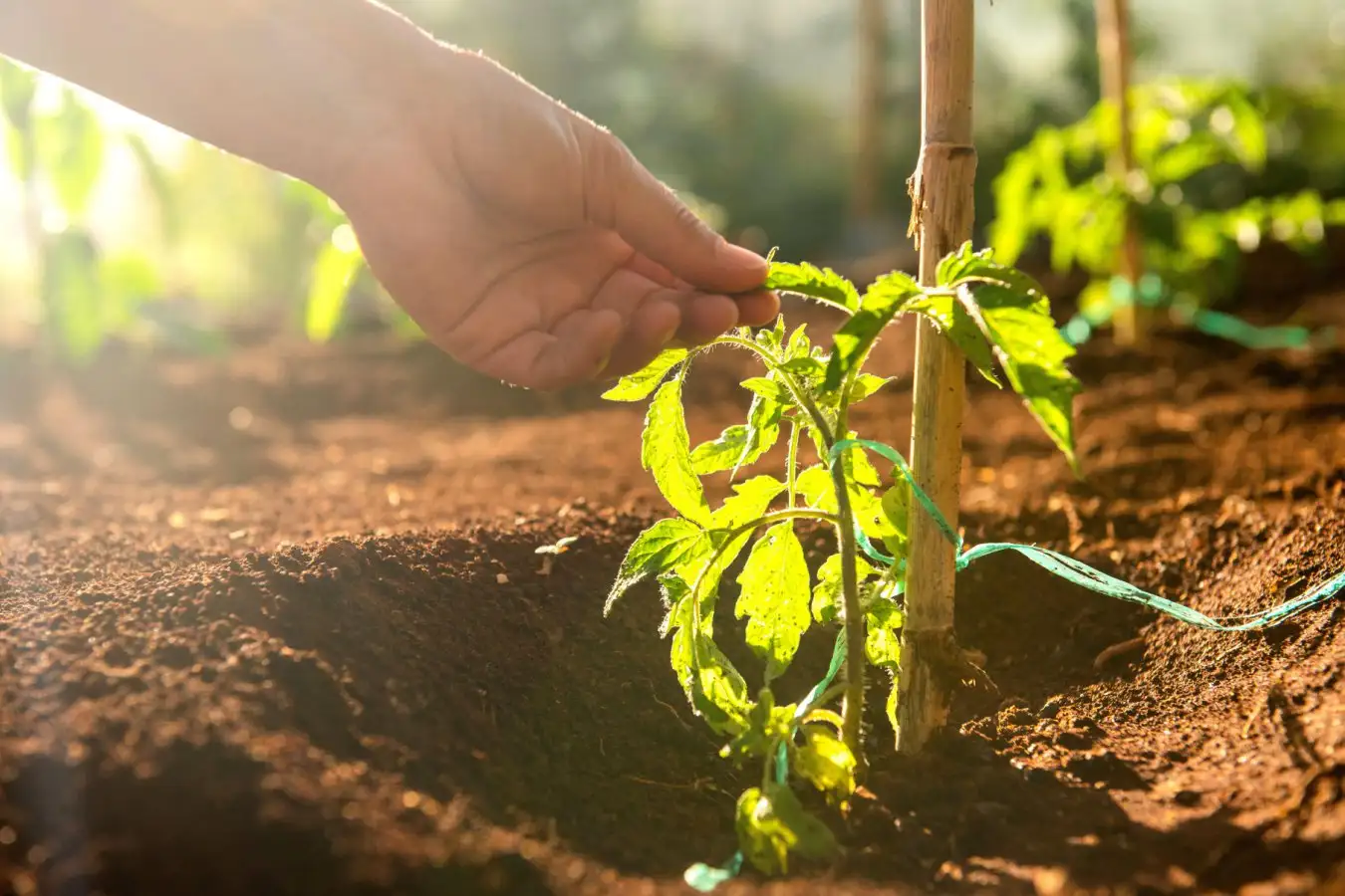 Benefits of Petting Seedlings: How Touching Boosts Growth and Strength Benefits of Petting Seedlings How Touching Boosts Growth and Strength
