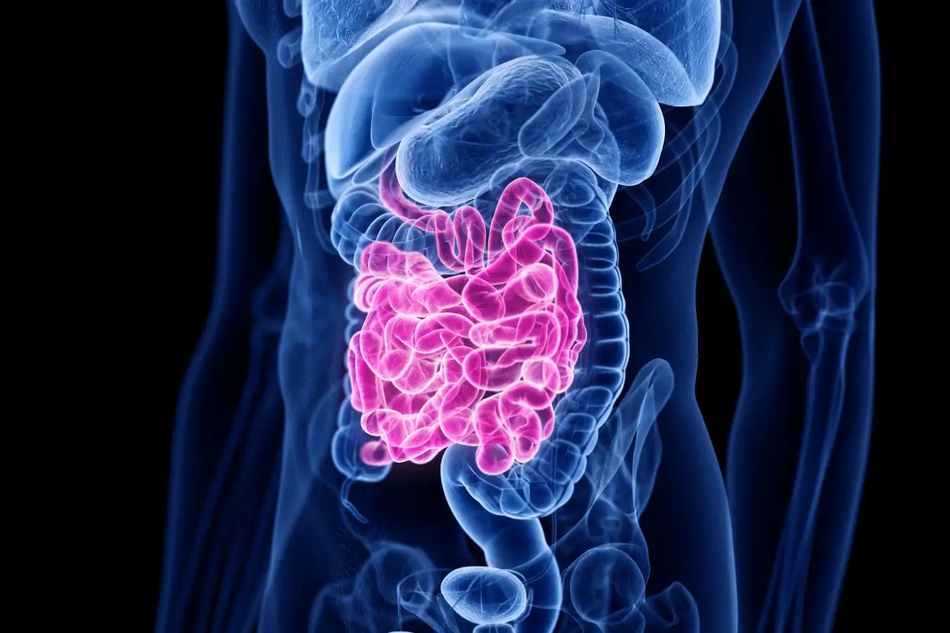CAR T Cell Therapy A Natural Approach to Revitalizing Aging Intestinal