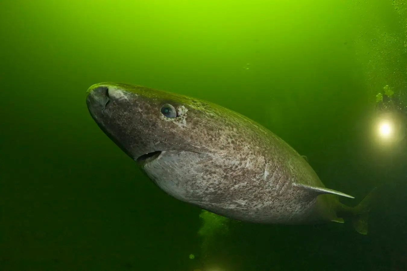Centuries Old Greenland Sharks Thrive Despite Heart Disease Secrets to Their