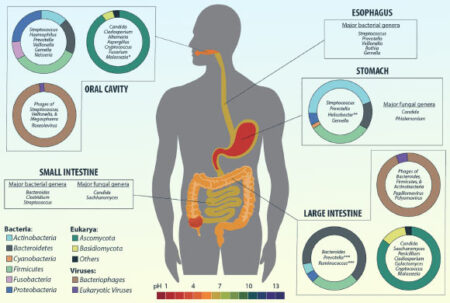 Discover How Genes Connect Intestinal Motility to Vitamin B1 An