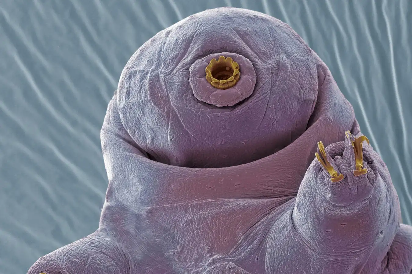 Enhancing Astronaut Durability The Challenges of Tardigrade Adaptation