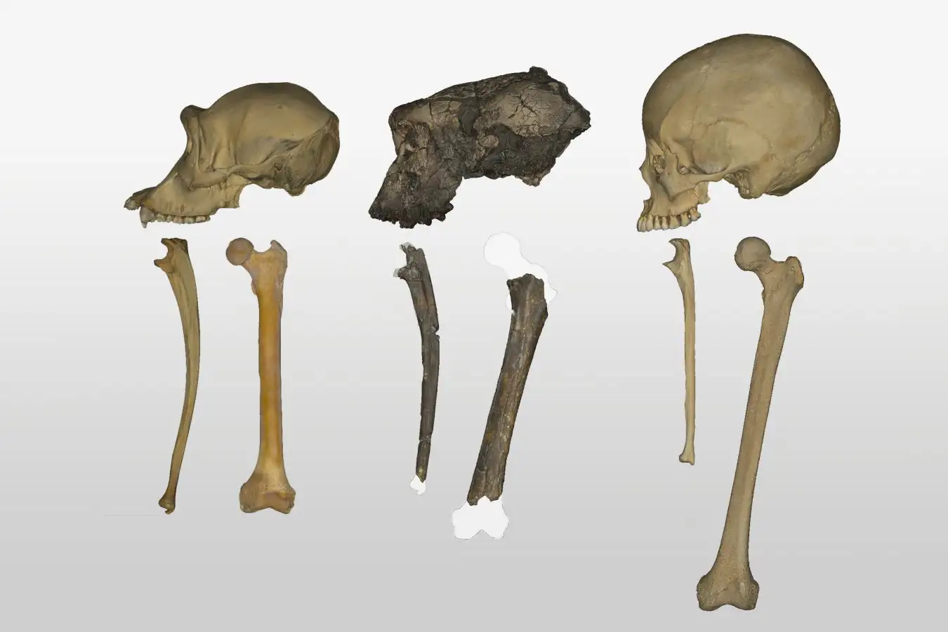 Fossil Analysis Sheds Light on Early Human Walking Evolution