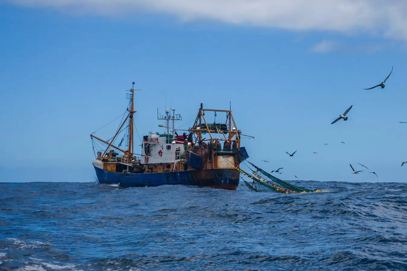 Historic High Seas Treaty Now in Effect First Ever Protection for