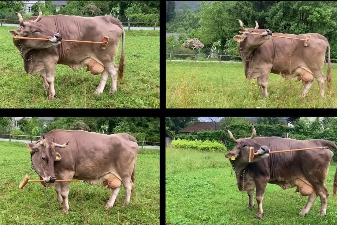 How Cows Using Tools is Revolutionizing Our Perception of Livestock