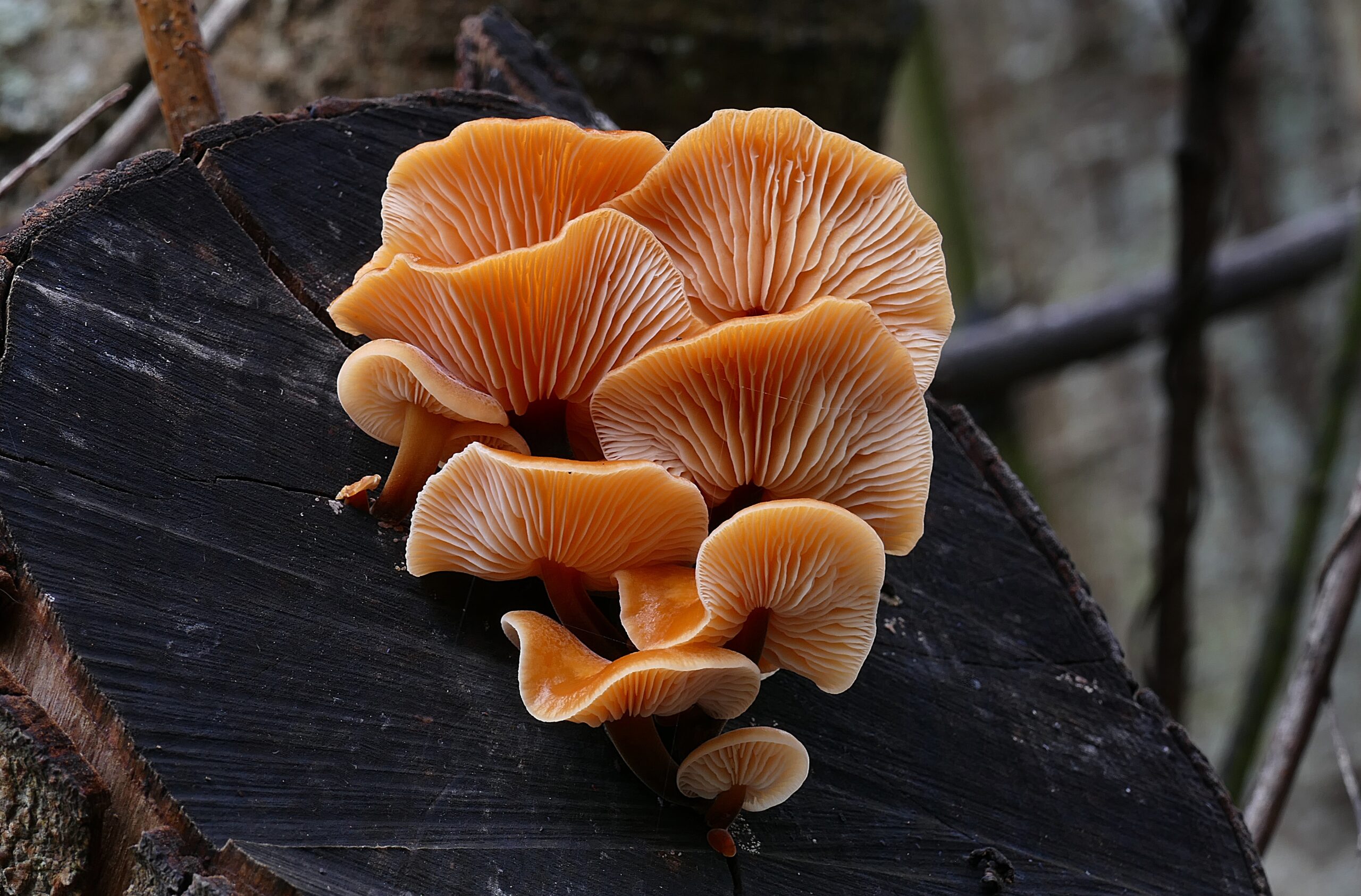 How Fungi Are Revolutionizing the Future of Smart Materials –