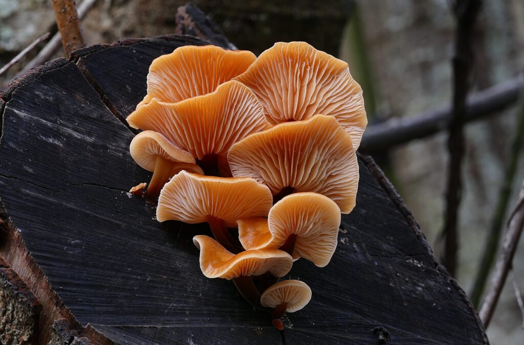 How Fungi Are Revolutionizing the Future of Smart Materials –