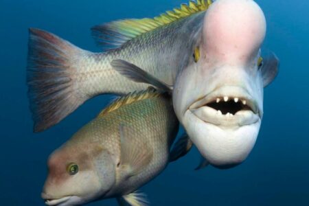 How Human Activity is Impacting Sex Change in Animals