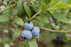 How Wild Blueberries Can Help Combat Heart Disease and Diabetes