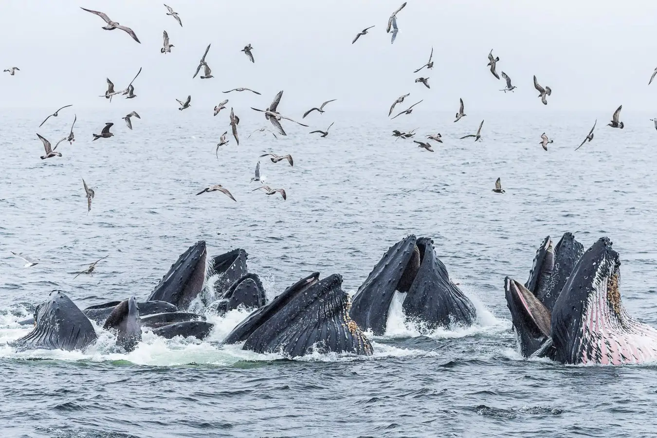 Humpback Whale Social Groups Embrace Soap Bubble Feeding Trick
