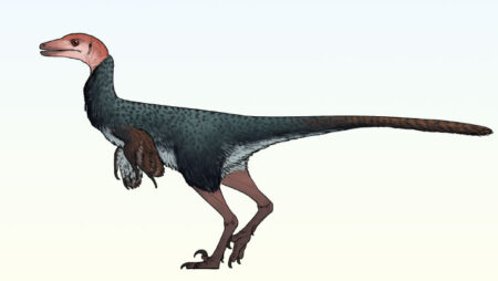 New Troodontid Dinosaur with Thick Skull Discovered in Mexico