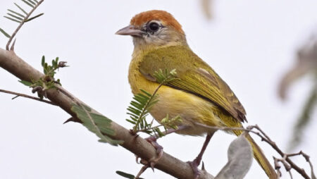 Newly Discovered Songbird Species in Bolivia: A Major Ornithological Breakthrough Newly Discovered Songbird Species in Bolivia A Major Ornithological Breakthrough
