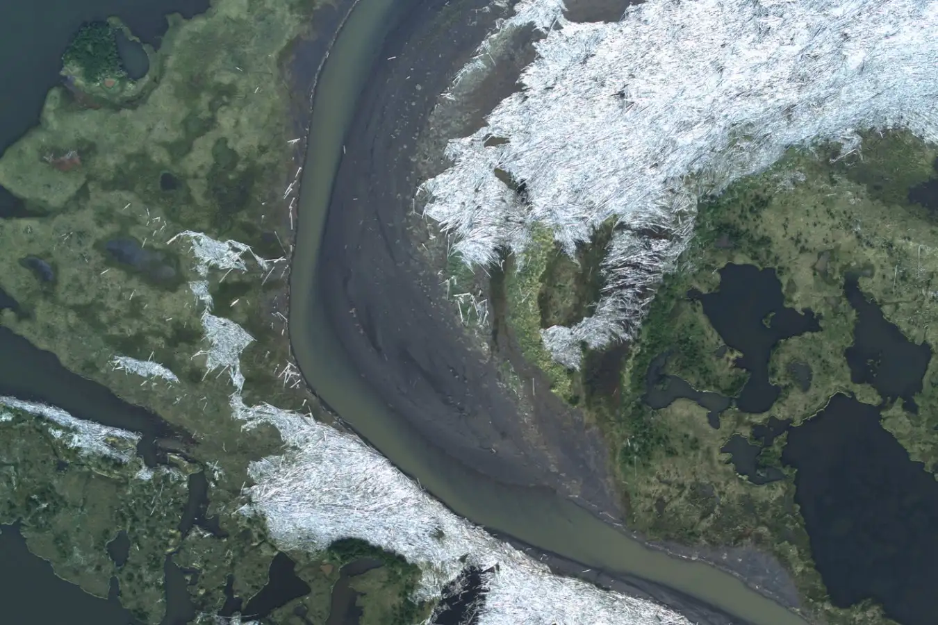 Sinking Arctic Ocean Trees A Natural Solution to Removing 1